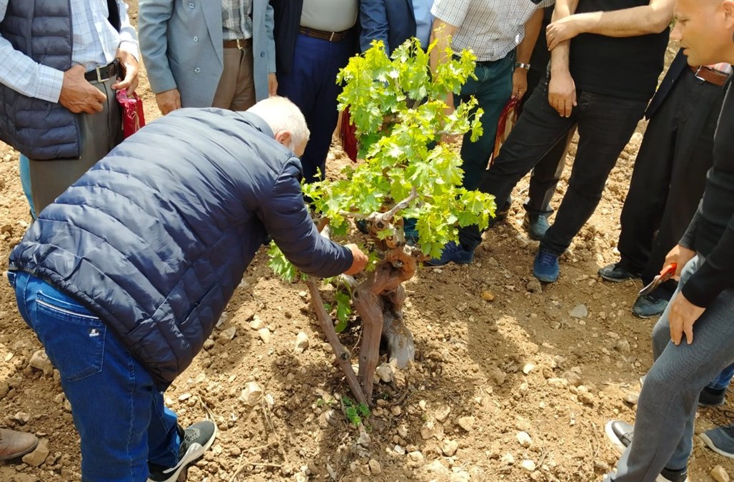 Gercüş’te Modern Bağcılık Eğitimi düzenlendi<