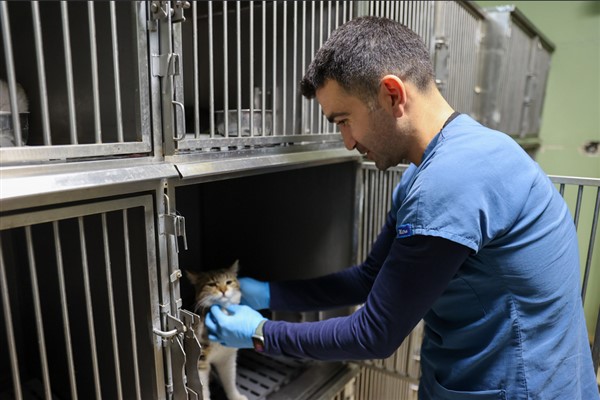 Buca’da 3 bin 54 sokak kedisi kısırlaştırıldı