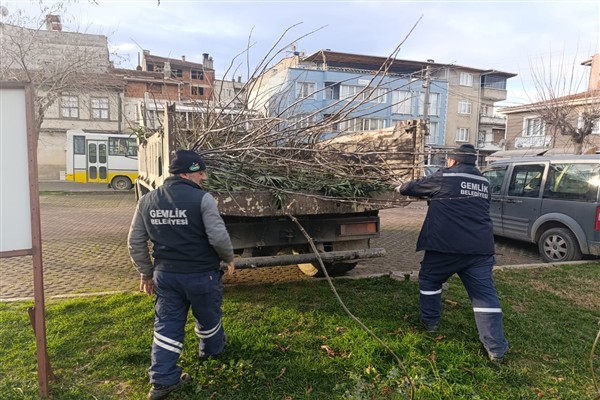 Gemlik'te park ve yeşil alanlarda budama çalışmaları sürüyor<