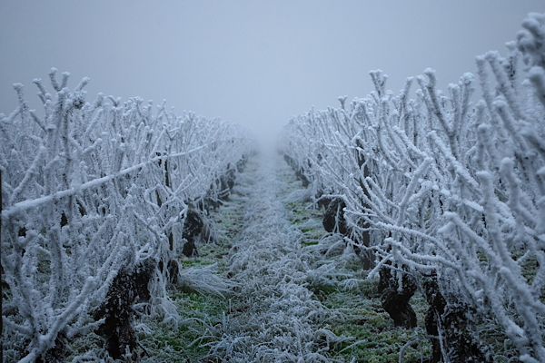 İç ve Doğu kesimler için zirai don uyarısı<