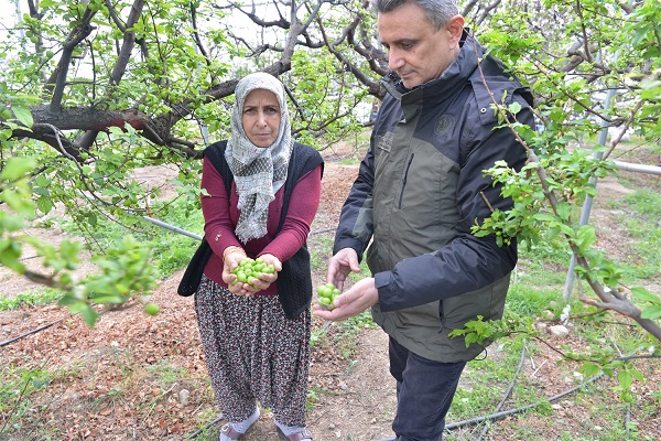 Mersin'de erik hasadı başladı