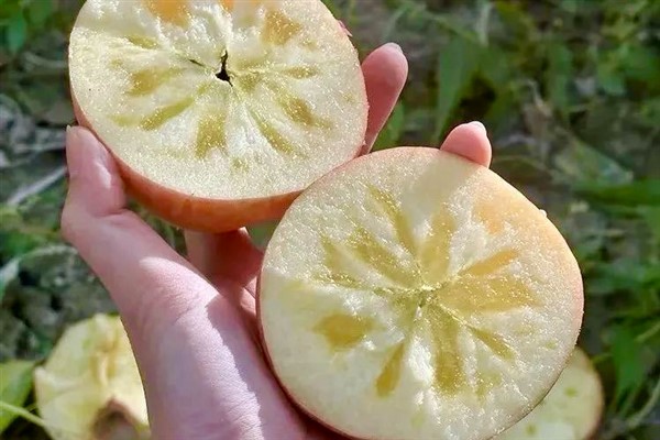Çölden E-Ticaret merkezine: Aksu, meyvecilik ve dijital ticaretle nasıl zenginleşti<