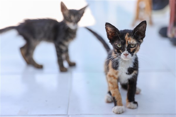 Buca'da 212 sahipsiz kedi ve köpek yeni ailesine kavuştu<