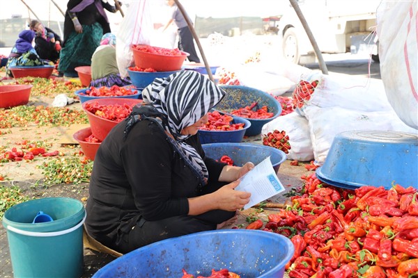 Şanlıurfa’da mevsimlik işçilere sağlık molası <