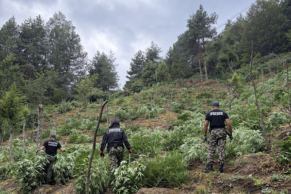 Bulgaristan'da 3 tondan fazla esrar bitkisi ele geçirildi<