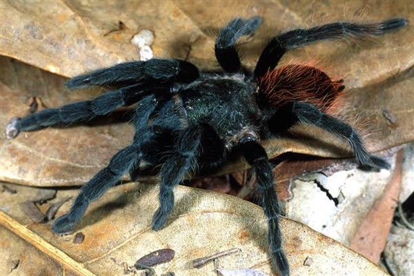 Alman gümrükçüler çikolata paketinde bin 500 tarantula buldu<