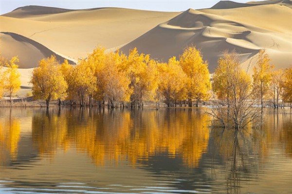 Xinjiang’da 3 bin kilometrekare çölleşen toprak ıslah edilecek