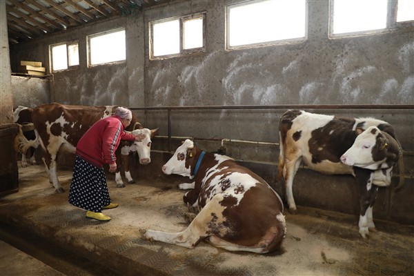 Ordu Büyükşehir'den besicilere destek<