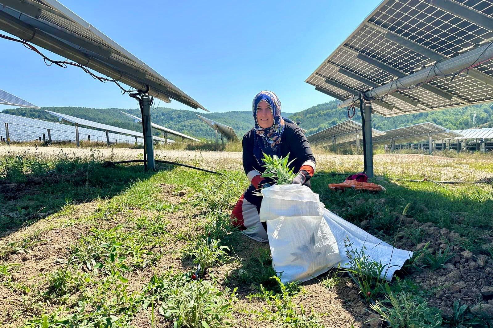 Ladik GES’te Agrivoltaik Tarım'da hasat zamanı