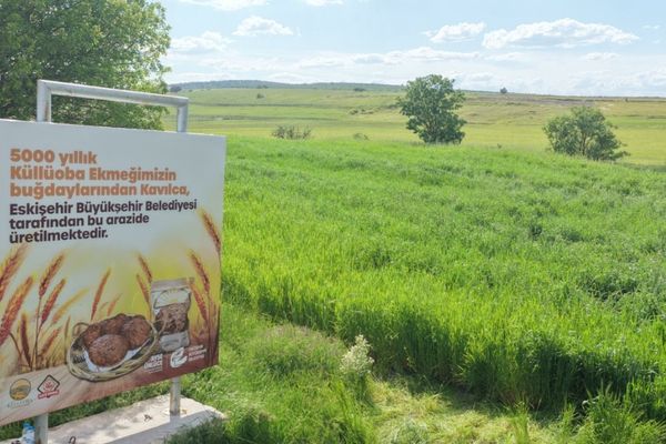 Eskişehir'de 5 bin yıllık Kavılca Buğdayı yeniden başak verdi<