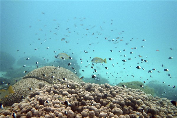 Çin, denizde biyolojik çeşitliliğinin korunması için çaba göstermeye devam edecek
