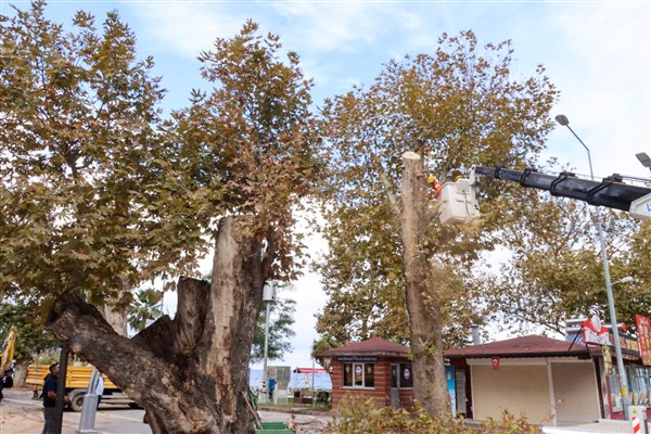 Tarihi anıt ağaçların bakım ve budama çalışmaları devam ediyor