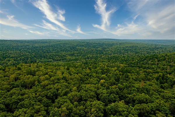 Çin’in orman alanı ve stok hacmi üst üste 40 yıldır arttı<