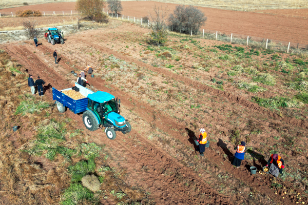 Çankırı'da patates hasadı yapıldı<