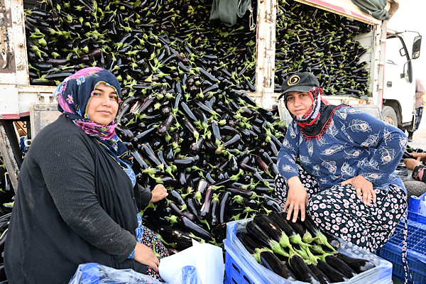Manisa’da selden zarar gören üreticiye ücretsiz fide desteği<