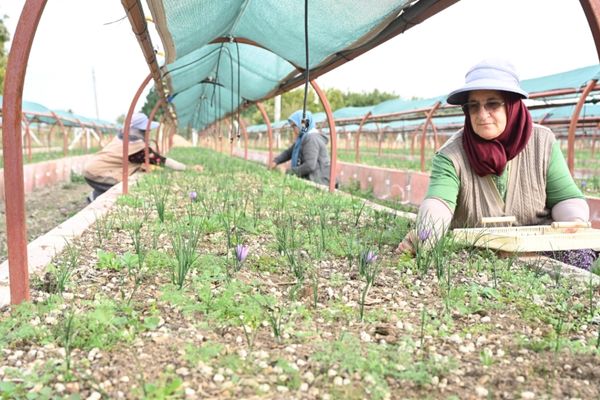 Konya’da safran hasadı başladı