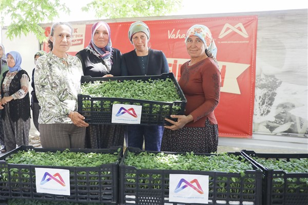 Mersin Büyükşehir Belediyesi, Mersin genelinde 187 bin 200 adet domates fidesi dağıttı <