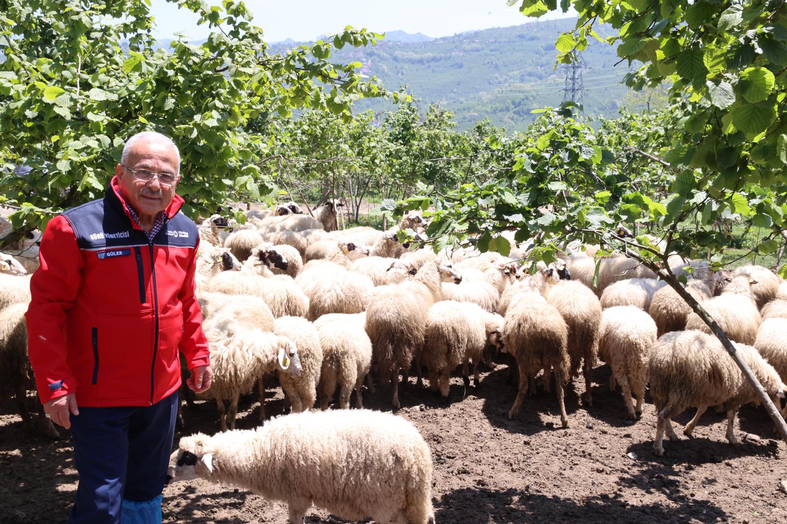 Başkan Güler: Dağıtımını yaptığımız hayvanları kendimiz yetiştiriyoruz<