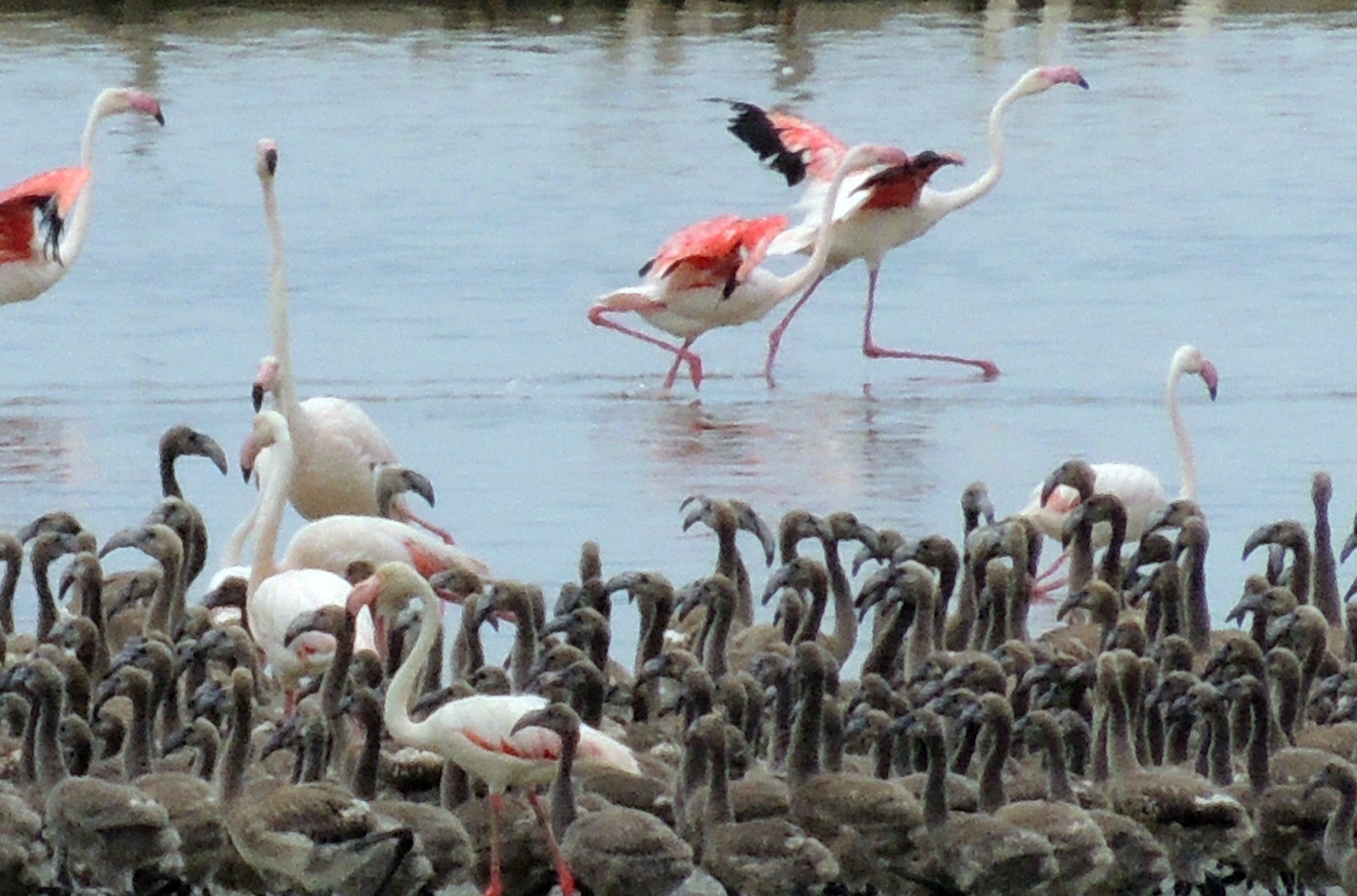Gazeteci ve fotoğraf sanatçısı Esat Erçetingöz’ün objektifinden “Flamingo Adası”