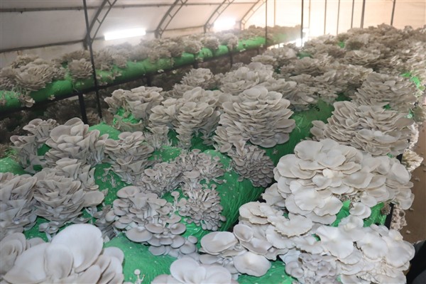İzmit Belediyesi'nden 2,5 tonluk istiridye mantarı hasadı<
