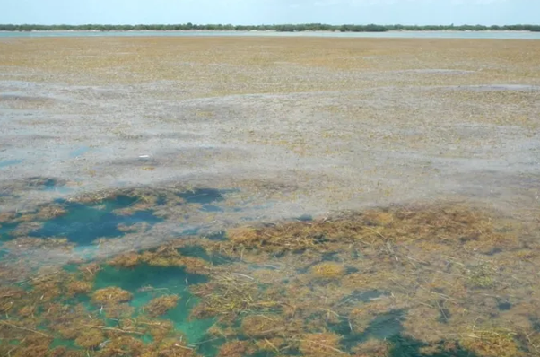 Bilim insanları, dünya çapında deniz yosunu patlaması konusunda uyarıyor<
