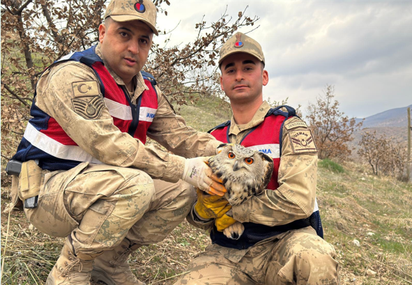 Siirt'te Kulaklı Baykuş koruma altına alındı