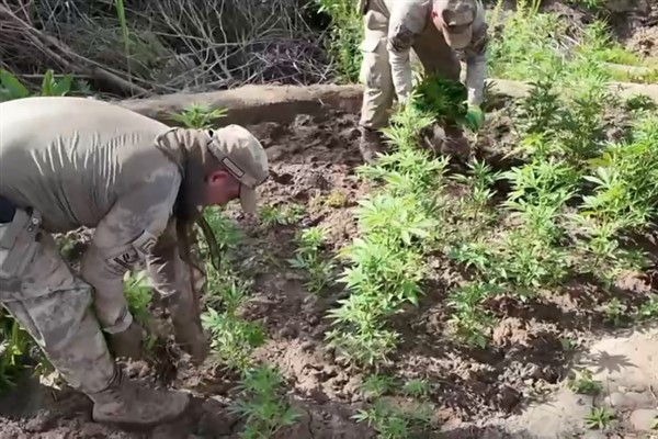 Diyarbakır'da 12 milyon 389 bin adet kök kenevir ve skunk ele geçirdi
