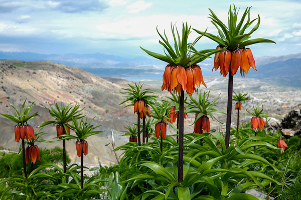 Ergani Sakız Dağı’nda ters laleler çiçek açtı<