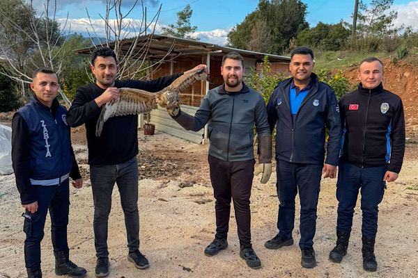 Kumluca’da yaralı halde bulunan atmaca tedavi edildi<