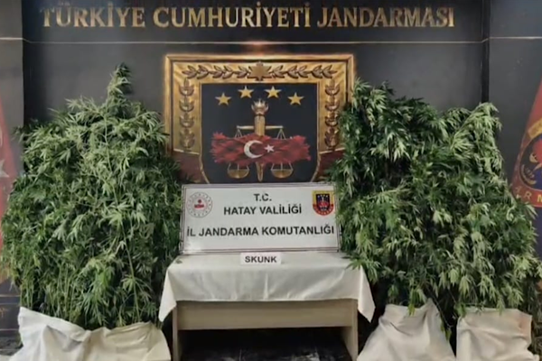 Hatay’da uyuşturucu operasyonunda 371 kök kenevir ele geçirildi
