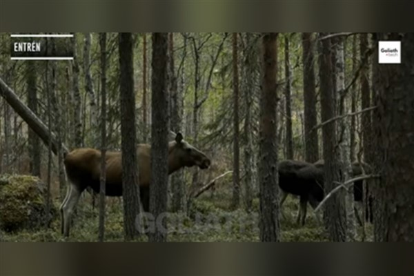 İsveç'in Büyük Geyik Göçü canlı yayını 478 saatlik izleme süresinin ardından sona erdi