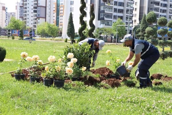 Diyarbakır'da 46 bin gül fidesini toprakla buluştu