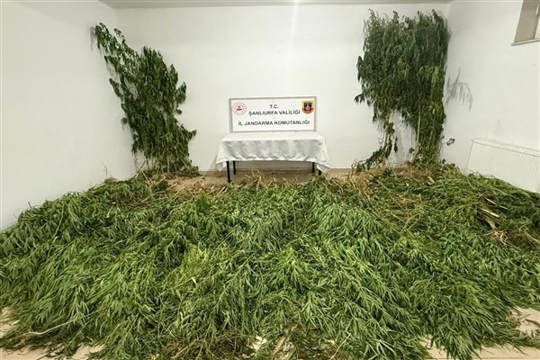 Şanlıurfa'da 555 kök kenevir bitkisi ele geçirildi