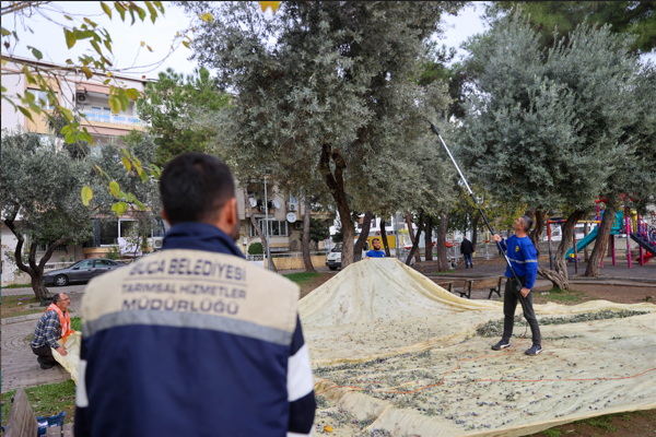 Buca'da zeytin hasadı başladı<