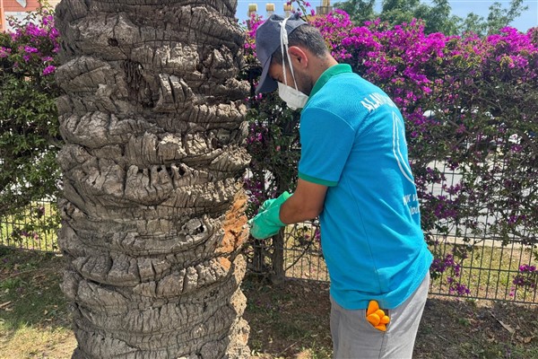 Alanya'da hurma ve palmiye ağaçlarına endoterapi uygulanıyor<