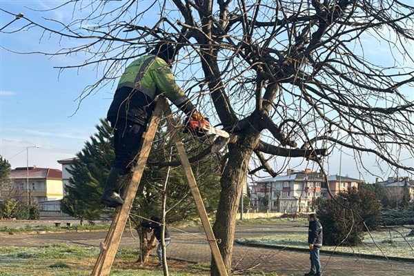 Yalova'da ağaç bakım çalışmaları sürdürülüyor<