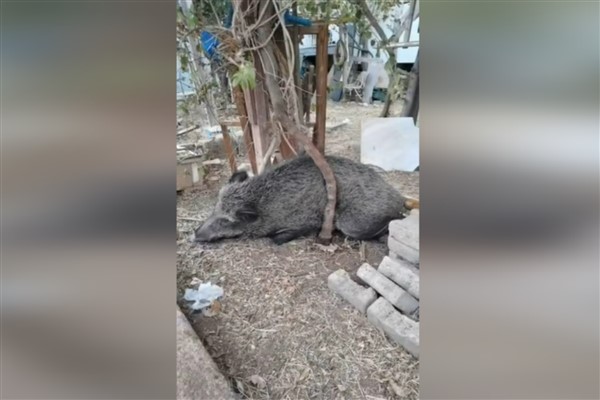 İzmir'de yaralı halde bulunan yaban domuzu tedavi edildi<