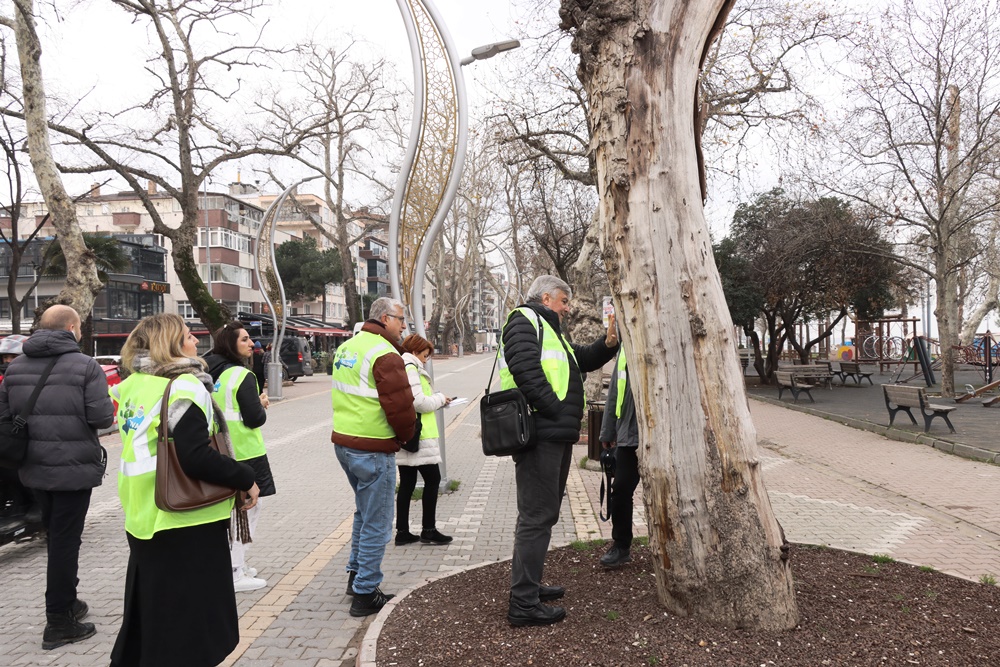 Yalova'da 'Anıt Ağaçlar' incelendi<