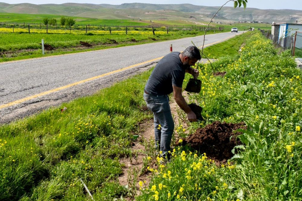 Batman’da 7 köy yoluna 3 bin 300 meyve fidanı dikildi<