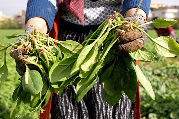 Osmangazi’de ilaçsız yetiştirilen ıspanakların hasadı yapıldı