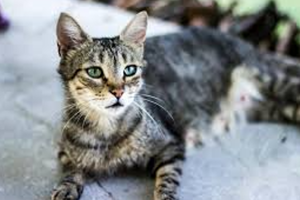 Araştırma: Kediler, insan kanseri tedavisi için ipuçları barındırabilir