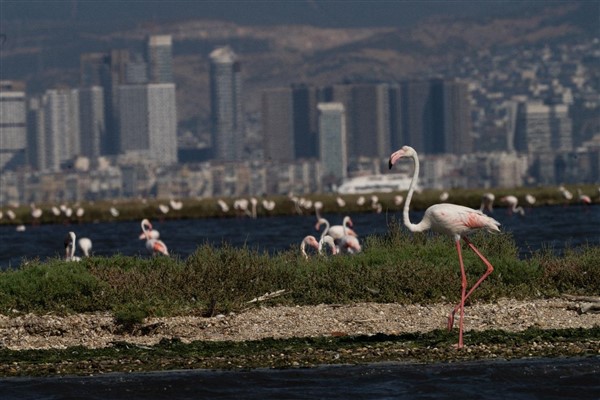 Flamingo Yolu turları başladı<