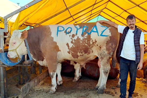 Bahçelievler'de 1 ton 250 kiloluk dev kurbanlık “Poyraz” satıldı<