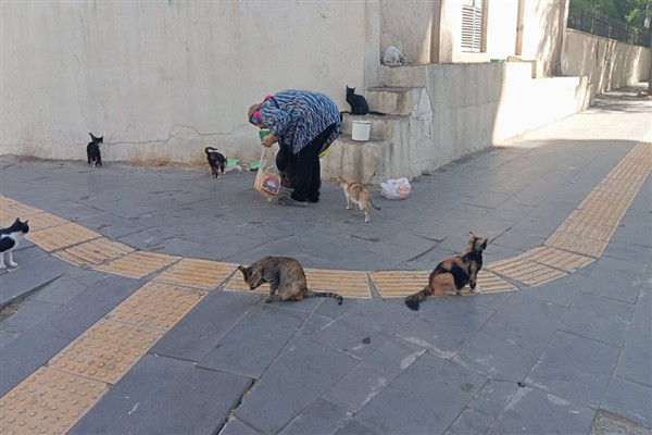 Diyarbakır’ın “kedi annesi” 25 yıldır sokak hayvanlarına sahip çıkıyor<