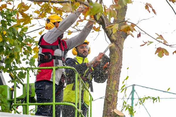 Maltepe Belediyesi, ağaçları buduyor