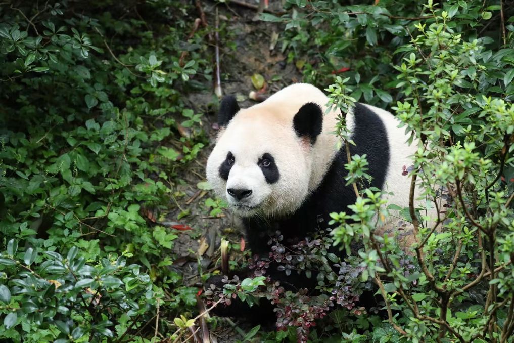 İki dev panda ABD’deki yeni yuvalarına gidiyor<