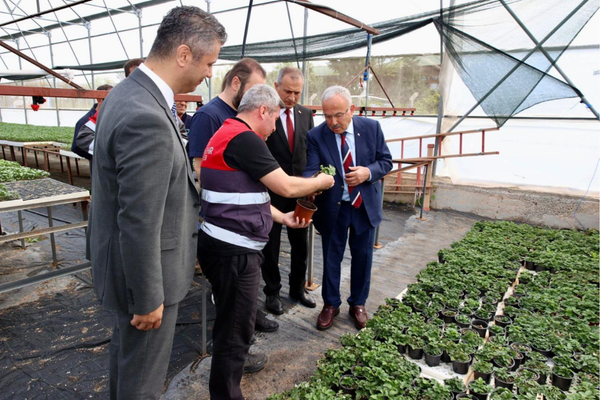 Ordu'da 300 bin yazlık sebze fidesi desteği