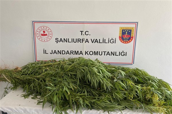 Şanlıurfa'da uyuşturucuyla mücadele operasyonu