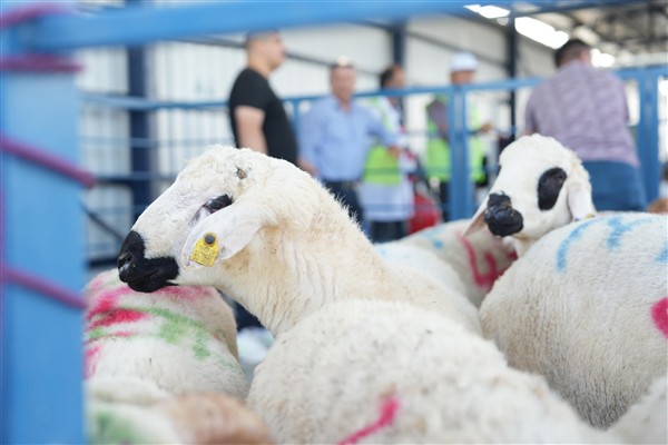 Büyükşehir Hayvan Pazarı’nda ilk kez kesim hizmeti sunuldu<