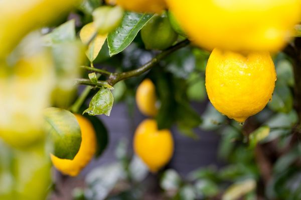 Türkiye'nin limon ihracatı 500 milyon dolar hedefine yaklaştı